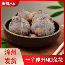 漳州水仙花种球水培耐寒冬季四季花卉年宵花庭院内外阳台室内植物