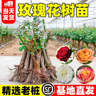õ�廨���������¼��Ϙ���������tõ�廨�绨���{ݮ����玧����