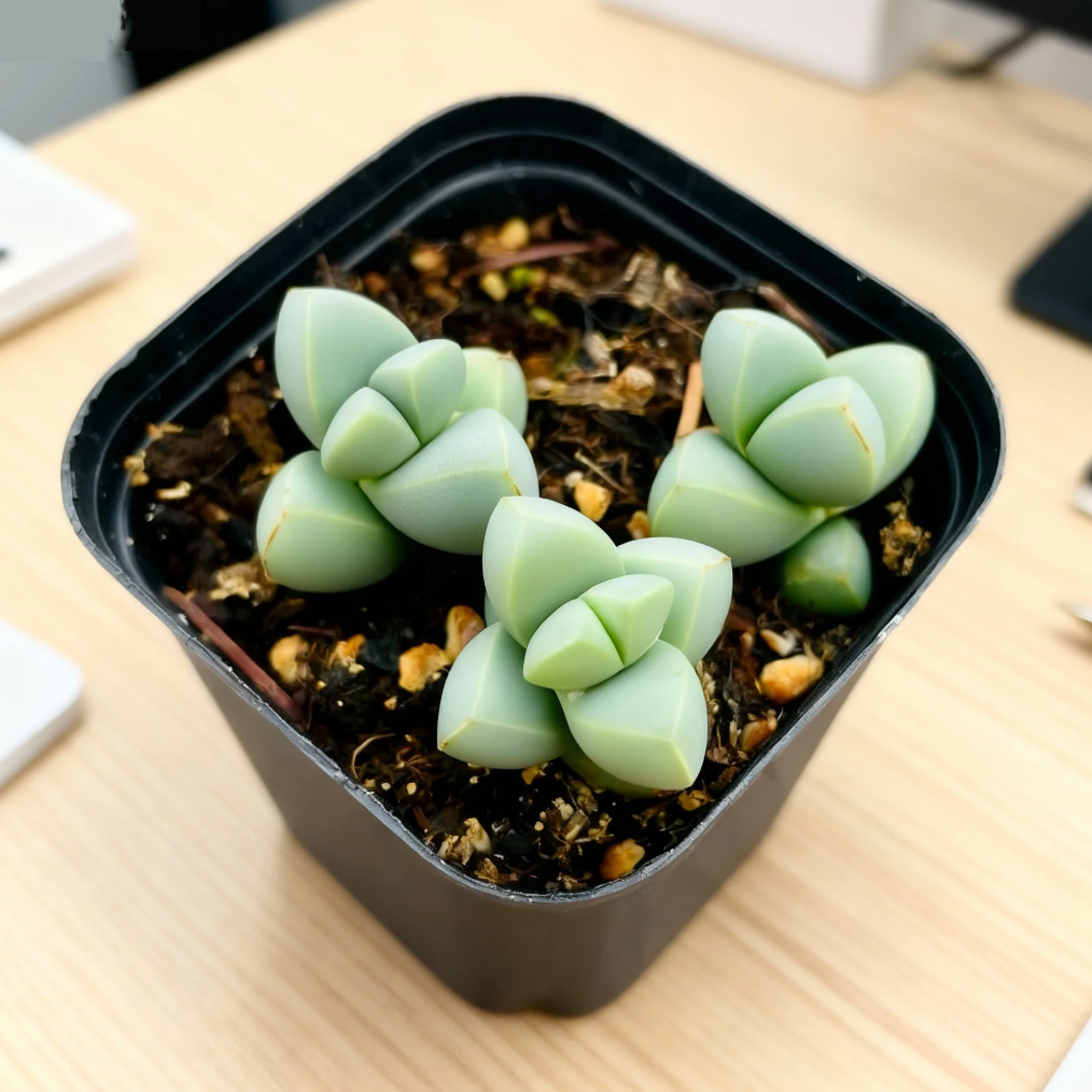 사슴뿔과 베고니아 3개 한 화분 (플라스틱 화분에 심어 배송)