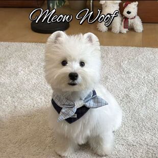 ؈�乷���ɐۿ�ˮ�팙������I�Y����С��Ȯ��ż�{��̩�ϱ����b�