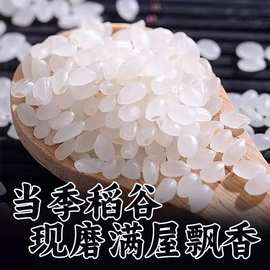 东北珍珠米圆粒米新粳米颗粒饱满香软糯东北大米优质新米真空包装