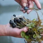 【基地供应商】常年批发各种水生植物芡实小苗 价格低廉 欢迎选购