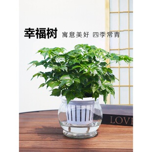 �Ҹ������Բ���ˮ��ֲ���k�����������BСֲ������՚�����