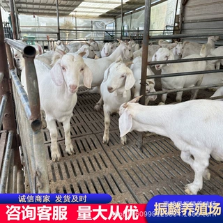 白山羊出售 一只白山羊有多重 白山羊羊羔养殖视频