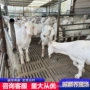 视频养殖白山羊