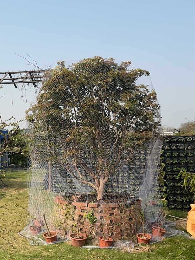 ✅果树防鸟用的网农用防鸟丝网果园天网嘉宝果树防鸟罩阳台防鸟网