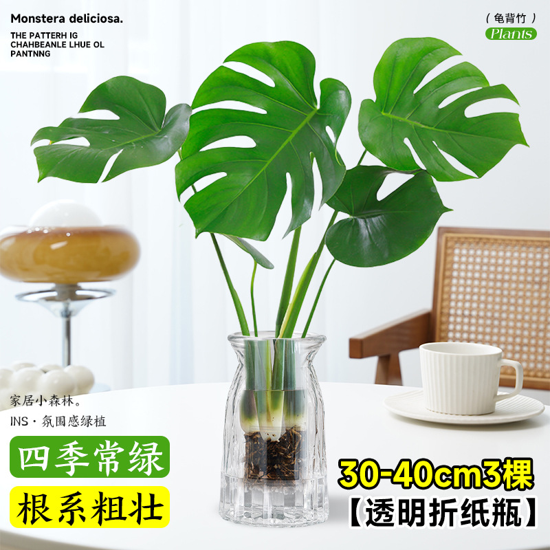 plantas de hidroponía de bambú de tortuga en el interior en cuatro estaciones buenas plantas verdes pequeñas en sala de estar hojas grandes plantas de maceta de pila vieja eliminación de formaldehído