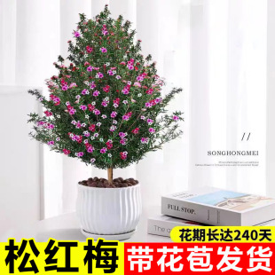 �ɼt÷���Ԏ��������B�������r����ֲ����ɫ÷�҃����̨ͥԺ�ļ�