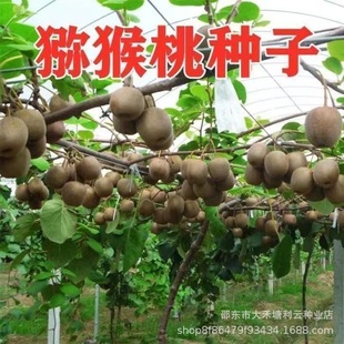 �J���ҷN���ϱ����N�殐���I�B�S��ͥԺ���Ե����ļ�ˮ��