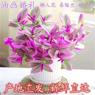 �ͮ���Y���mС������¶�m���҃��k���һ��ܾGֲ����ˮ�ഹ��ֲ��