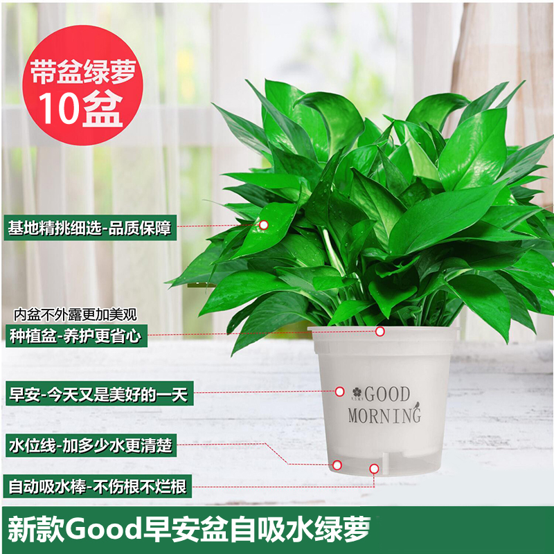 [더 가성비 좋은 10개 화분] 120 # 굿모닝 화이트 흡수성 포토스 무료 비료 2팩