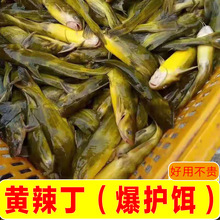 黄颡鱼黄辣丁昂刺鱼饵料打窝料黄骨鱼鱼食渔具店批发厂家货源直发