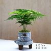 Small pot indoor for office, green plant lamp for living room, for luck