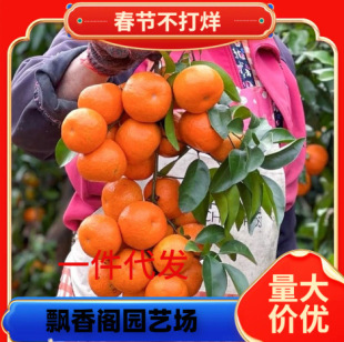 Fruit Tree Seedlings Indoor Potted Green Plants Kumquat Potted Ornamental Kumquat Bonsai Orange Bonsai Orange Saplings