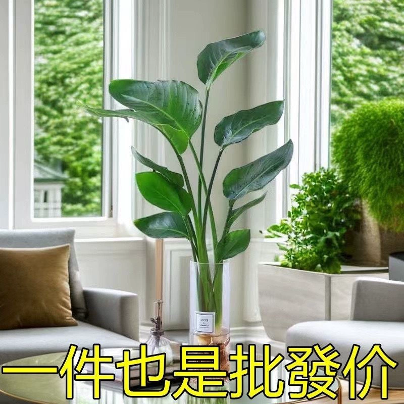 Гидропонное растение в горшке «Птица рая» для дома стрелиция легко поддерживать и является вечнозеленым круглый год. Настольные зеленые растения очищают воздух.