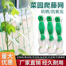 ���پW�r��ֲ��ɽș�S���㶹��϶��ǽz�ϵ��ϰ���������W�Nֲ�W