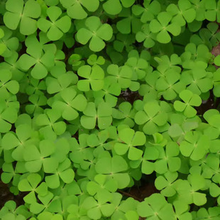 �̨���~���\�ݻ��N�� ����ֲ�ﻨ���ļ����׷N�҃Ȼ����̨50��