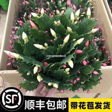 ɫзצmԎļ_ذзץɏB׻҃Ȼ