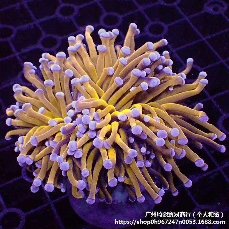 柴头珊瑚沙巴澳洲印尼金火柴头大集合珊瑚活体火炬圣杯珊瑚其它