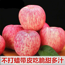 洛川蘋果【精選】陝西正紅富士脆甜多汁5/10斤裝整箱新鮮禮盒裝