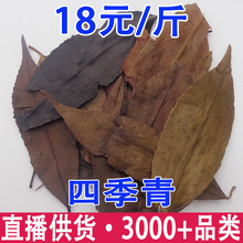 四季青冬青叶小叶冬青一口血女贞子叶毛冬青叶批发代发