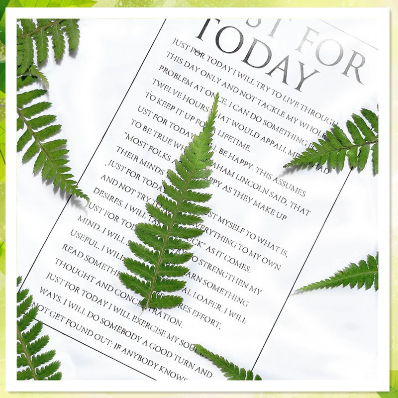 Обезьянья нога папоротник широкий лист фасоли настоящие листья сушеные цветы тиснение образец ручной работы фоторамка закладка настольная лампа свечный материал завод оптом