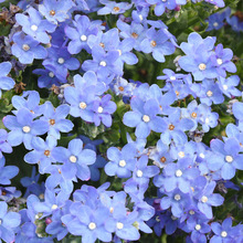 ϷţݻNԻѻ^̾G^pܷNl