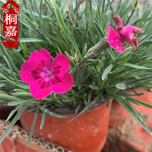 ���ݻ��ع����Wʯ�� �ļ��_���Ĳ�ƺ ���`̤�ݻ����l ��Ʒ�N���