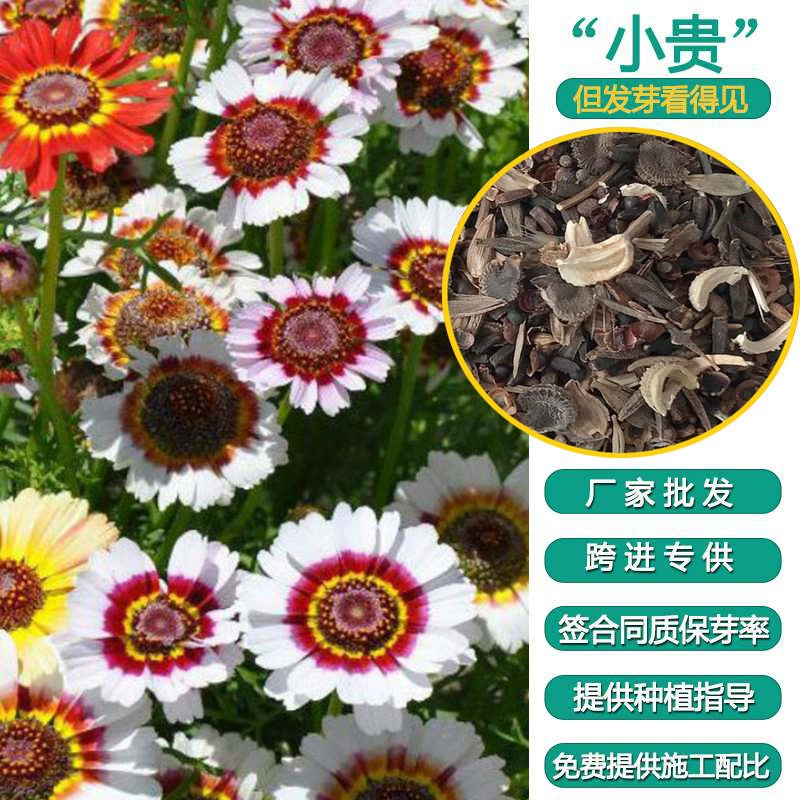 Смешанный цвет цветок семена клумба двор балкон горшечные Семена цветов легко выращивать в четыре сезона и цвести непрерывно на открытом воздухе