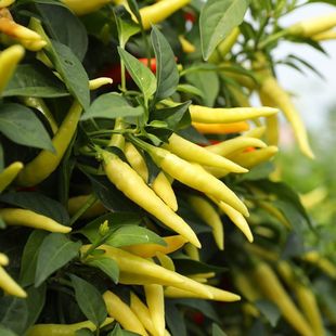 ����С�׽��N�� �ļ��߮a�������콷Ұɽ���N���ݽ��Sɫ�����N��