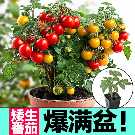矮生盆栽番茄种子草莓蔬菜种孑苗樱桃小西红柿圣女果四季春阳台籽