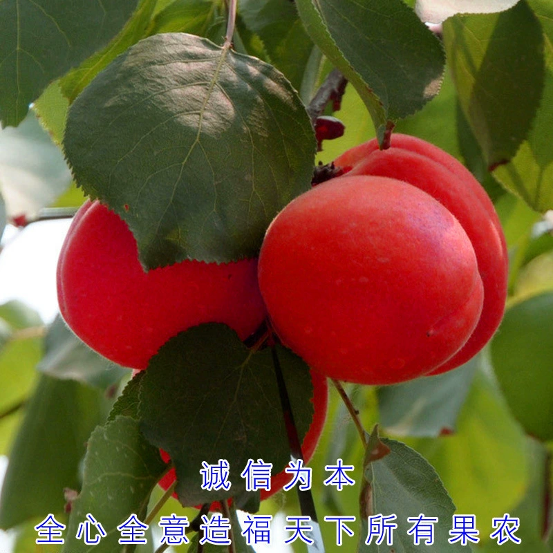 Абрикосовые саженцы гигантский медовый король абрикос привитые саженцы абрикосовые саженцы посажены на юге и севере года фруктовые саженцы оптом