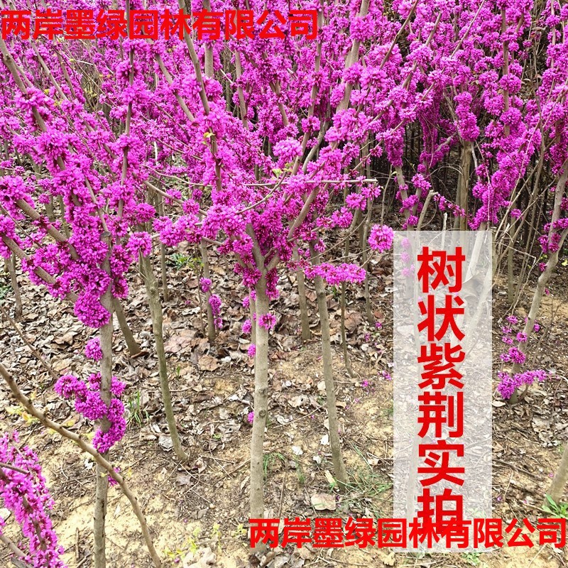 多花紫荆树苗庭院花卉_主图02