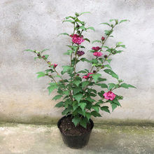 ľ {ݮɳ Їѩ t^ɫľȻذ