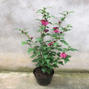 ������ľ�� �{ݮ��ɳ������ �Ї�ѩ�� �t���^��ɫľ�Ȼ��ذ�