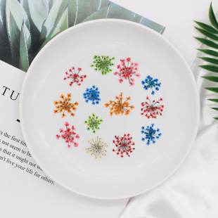 Lace flower snow bead flower dried flower wholesale flower nail art photo frame plant specimen children's face makeup manual real flower
