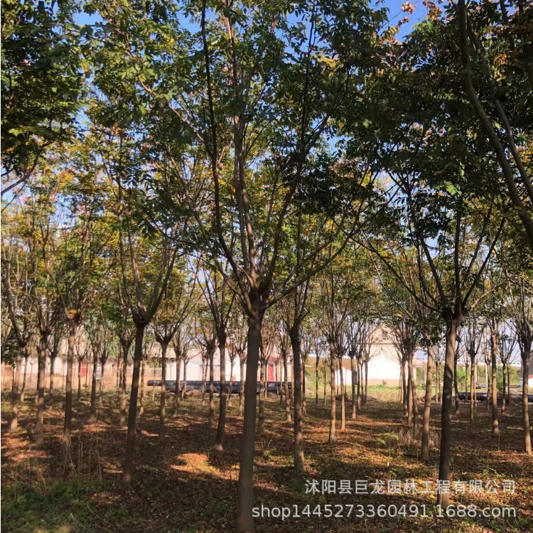 批发绿化苗木栾树树苗 优质防护树黄山栾树苗 北京栾树 规格齐全