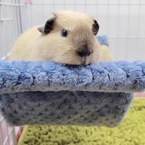 Dutch pig warm hanging bed sugar glider squirrel hammock golden bear chinchilla jumping platform hamster guinea pig hiding supplies
