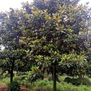 Magnolia Tree White Yellow Purple Two Trees Magnolia Saplings House Courtyard Greening Cold-Resistant Large Landscape Tree