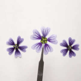 锦葵 写真干花押花diy压花书签滴胶干花手机壳植物标本贴脸花