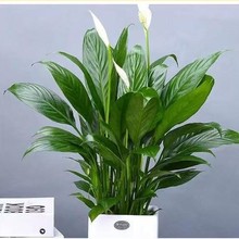 白掌盆栽一帆风顺绿萝箩花卉植物室内花水培红掌绿植发财树吸甲醛