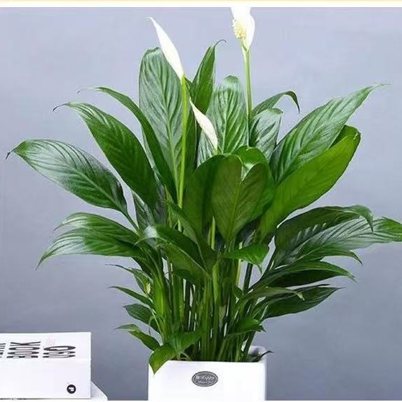 白掌盆栽一帆风顺绿萝箩花卉植物室内花水培红掌绿植发财树吸甲醛