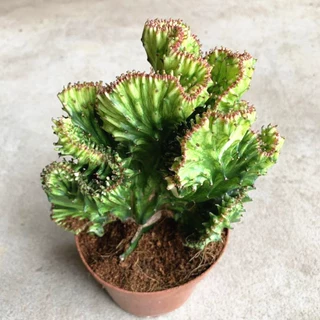 春峰彩麒麟大戟科多肉植物仙人球盆栽仙人掌类花卉桌面绿植套餐