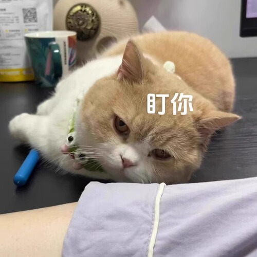 Cat toy, retractable scratcher, feather wand for cats, long handle, massage, interactive, self-entertaining, cat supplies