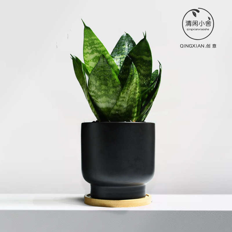 planta verde de orquídea de tigre, planta de aire purificado interior, orquídea de tigre, resistencia a la sombra, buena conservación de orquídea holandesa, planta de mesa en maceta