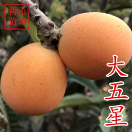 园林果树;乔木;灌木