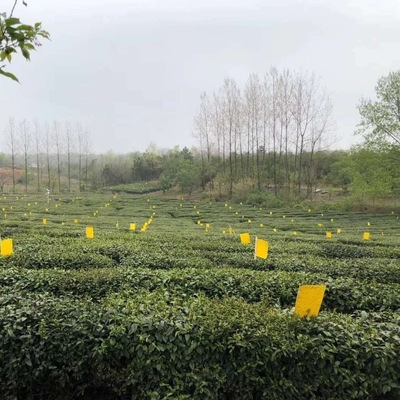 Manufactor environmental protection Tea Looper Pheromones Yellow plate Armyworm Yellow plate Long-term supply