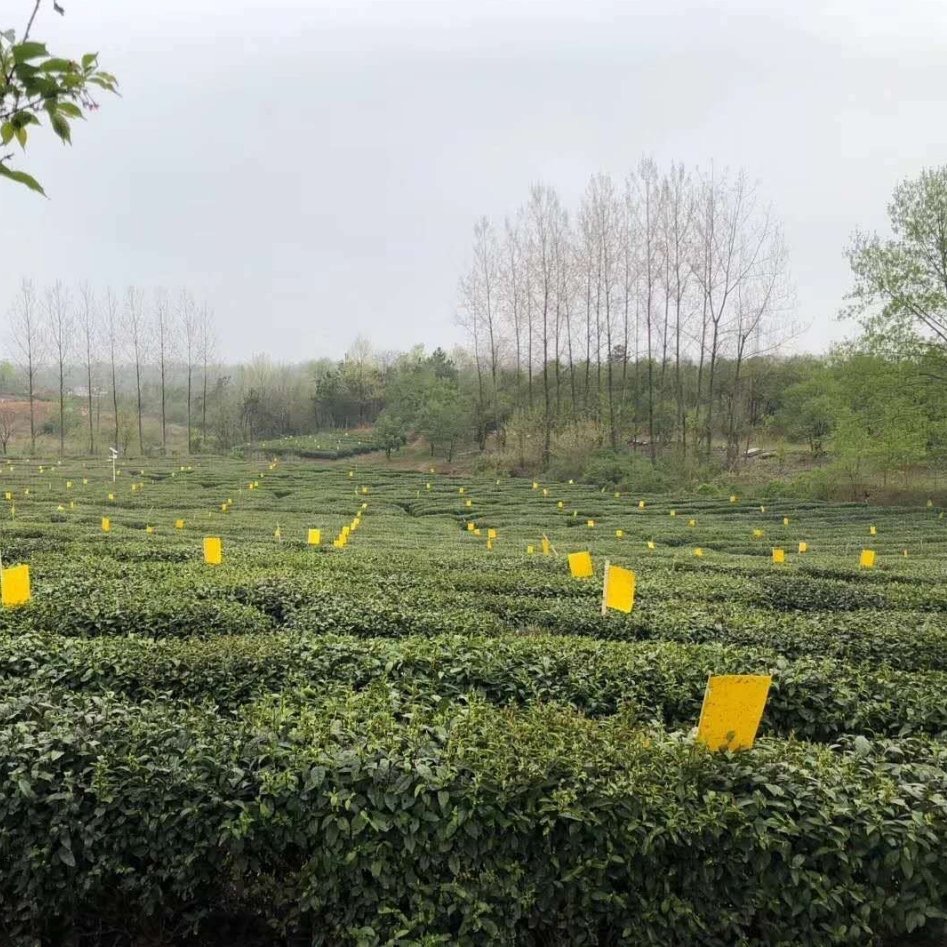 Manufactor environmental protection Tea Looper Pheromones Yellow plate Armyworm Yellow plate Long-term supply