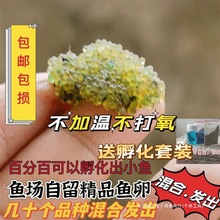 观背青鳉高端鱼卵200颗14品种混色青鳉鱼冷水小型观赏鱼不加用温
