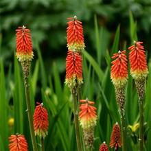 ���l�M�ڻ�滨�N�ӻ������ò��ѻ�滨�e���t������ɏ�N���ļ�